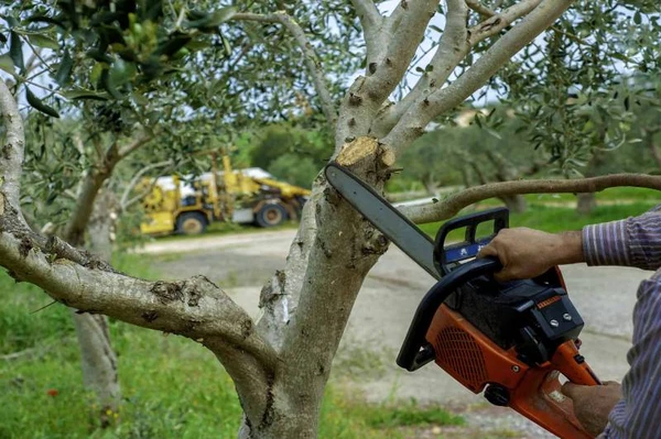 Reliable Tree Trimming